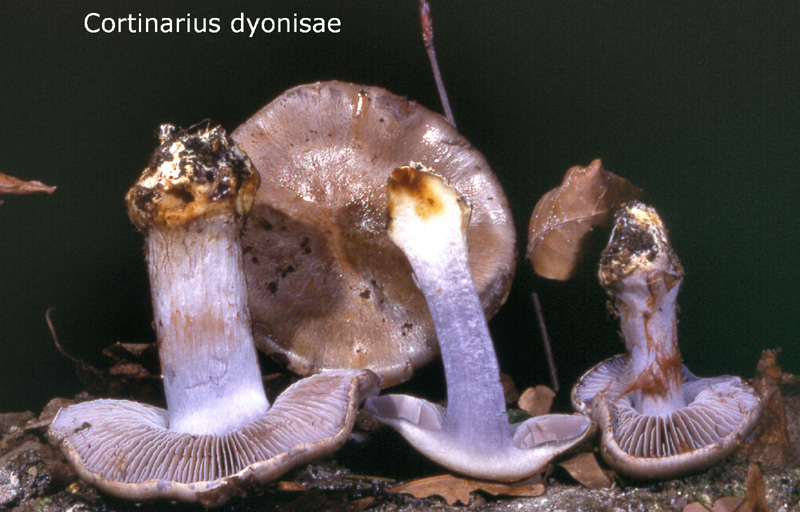 Cortinarius dionysae-amf618.jpg - Cortinarius dionysae ; Syn: Phlegmacium dionysae ; Nom français: Cortinaire de Denise